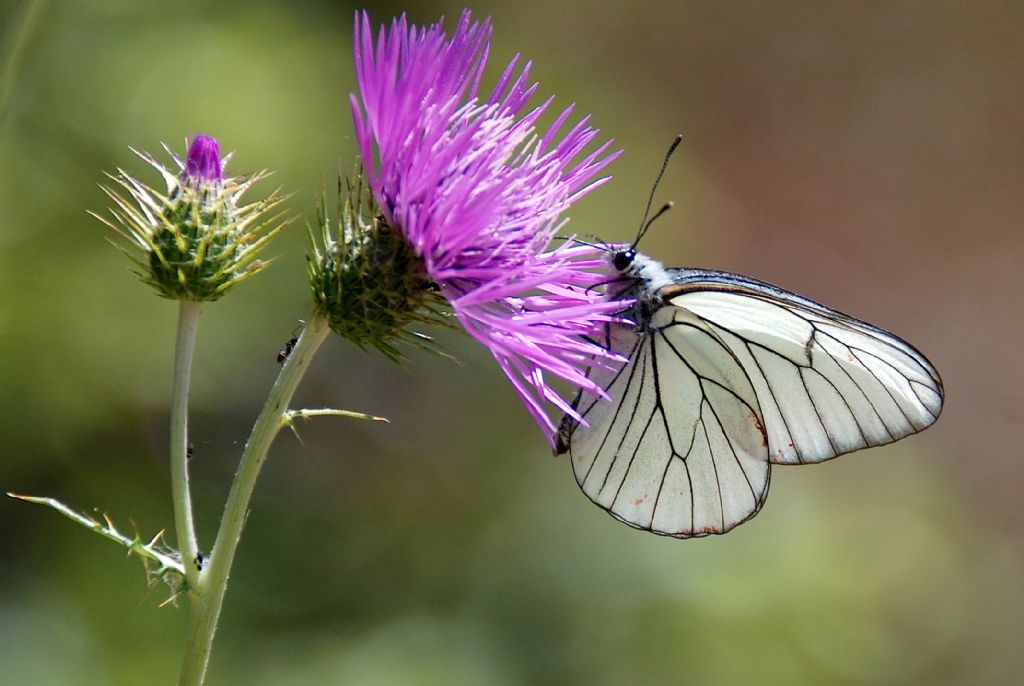 Aporia crataegi (Linnaeus, 1758)